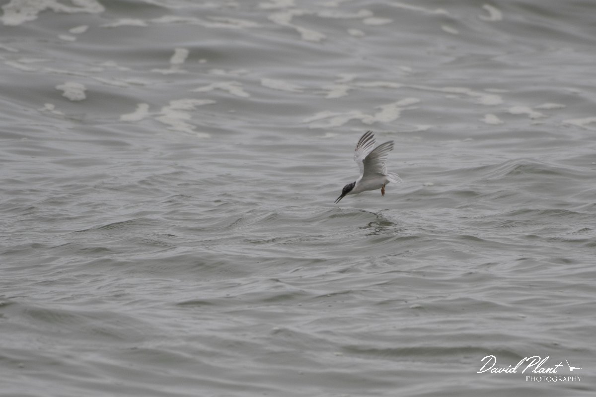 DPPhotography - Namibia - Damara tern - I.jpg - Damara tern - Walvis Bay