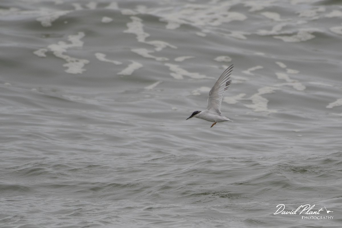 DPPhotography - Namibia - Damara tern - J.jpg - Damara tern - Walvis Bay