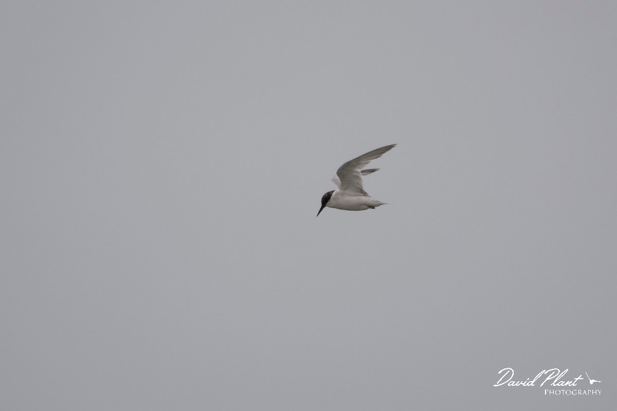 DPPhotography - Namibia - Damara tern - K.jpg - Damara tern - Walvis Bay