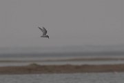 DPPhotography - Namibia - Damara tern - A