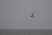 DPPhotography - Namibia - Damara tern - B