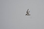 DPPhotography - Namibia - Damara tern - C