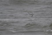 DPPhotography - Namibia - Damara tern - D