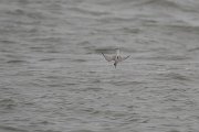 DPPhotography - Namibia - Damara tern - E