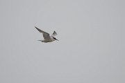 DPPhotography - Namibia - Damara tern - F