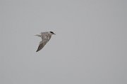 DPPhotography - Namibia - Damara tern - G