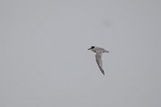 DPPhotography - Namibia - Damara tern - H