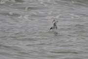 DPPhotography - Namibia - Damara tern - I