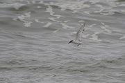 DPPhotography - Namibia - Damara tern - J