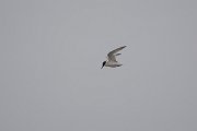 DPPhotography - Namibia - Damara tern - K