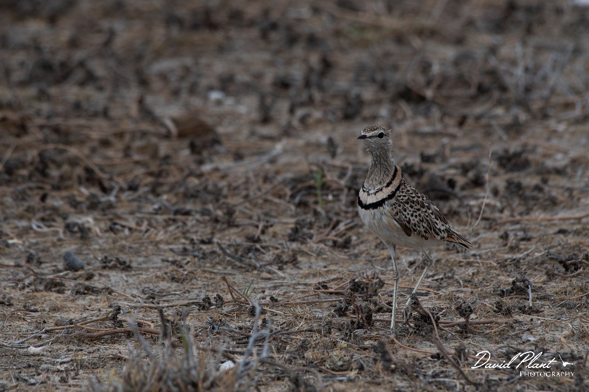 DPPhotography - Namibia - Double-banded courser - B.jpg - Double-banded courser - Etosha National Park
