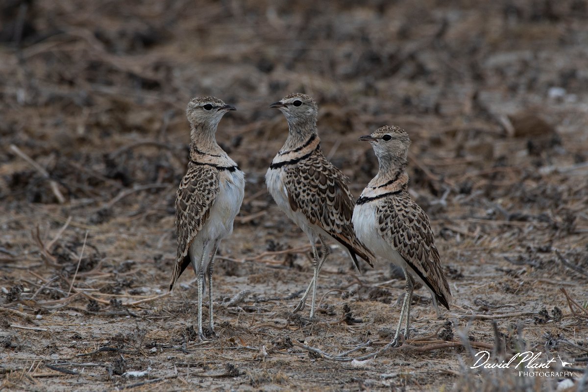 DPPhotography - Namibia - Double-banded courser - C.jpg - Double-banded courser - Etosha National Park