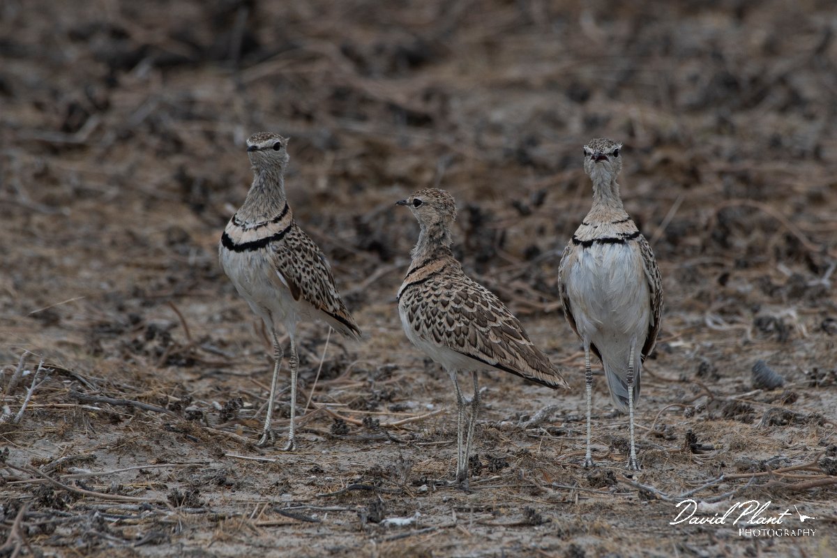 DPPhotography - Namibia - Double-banded courser - D.jpg - Double-banded courser - Etosha National Park