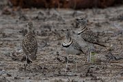 DPPhotography - Namibia - Double-banded courser - A