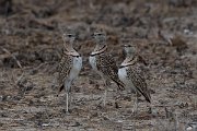 DPPhotography - Namibia - Double-banded courser - C