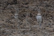 DPPhotography - Namibia - Double-banded courser - D