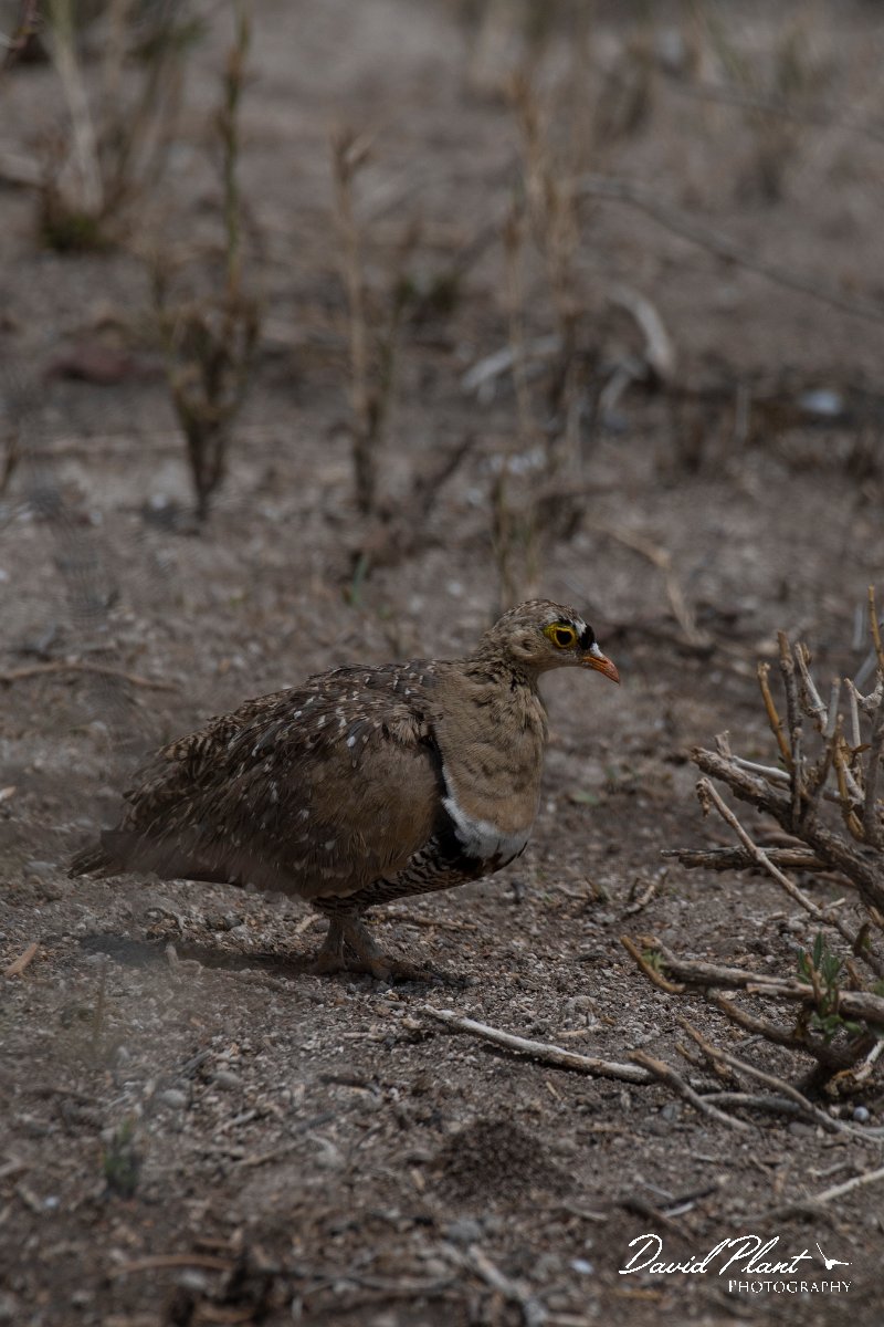 DPPhotography - Namibia - Double-banded sandgrouse - A.jpg - Double-banded sandgrouse male - Etosha National Park