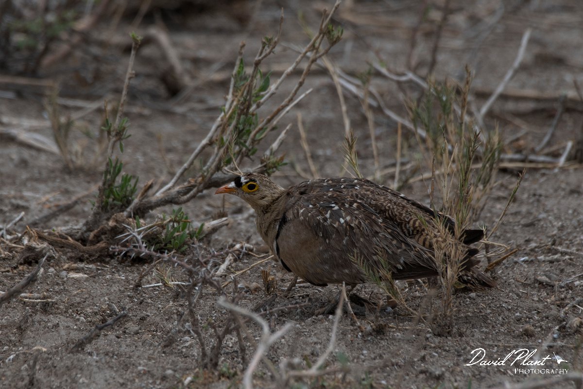 DPPhotography - Namibia - Double-banded sandgrouse - B.jpg - Double-banded sandgrouse male - Etosha National Park