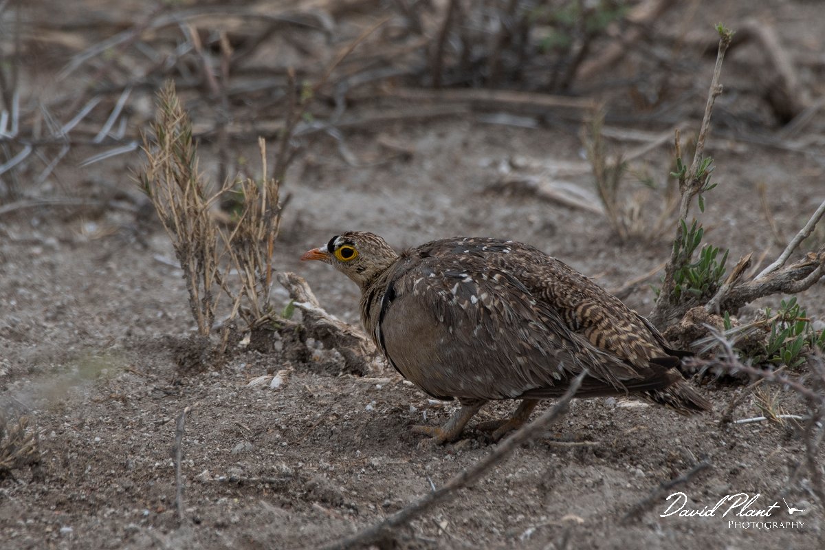 DPPhotography - Namibia - Double-banded sandgrouse - C.jpg - Double-banded sandgrouse male - Etosha National Park