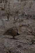 DPPhotography - Namibia - Double-banded sandgrouse - A