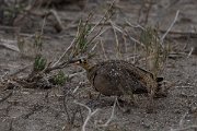 DPPhotography - Namibia - Double-banded sandgrouse - B