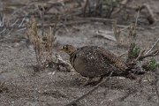 DPPhotography - Namibia - Double-banded sandgrouse - C