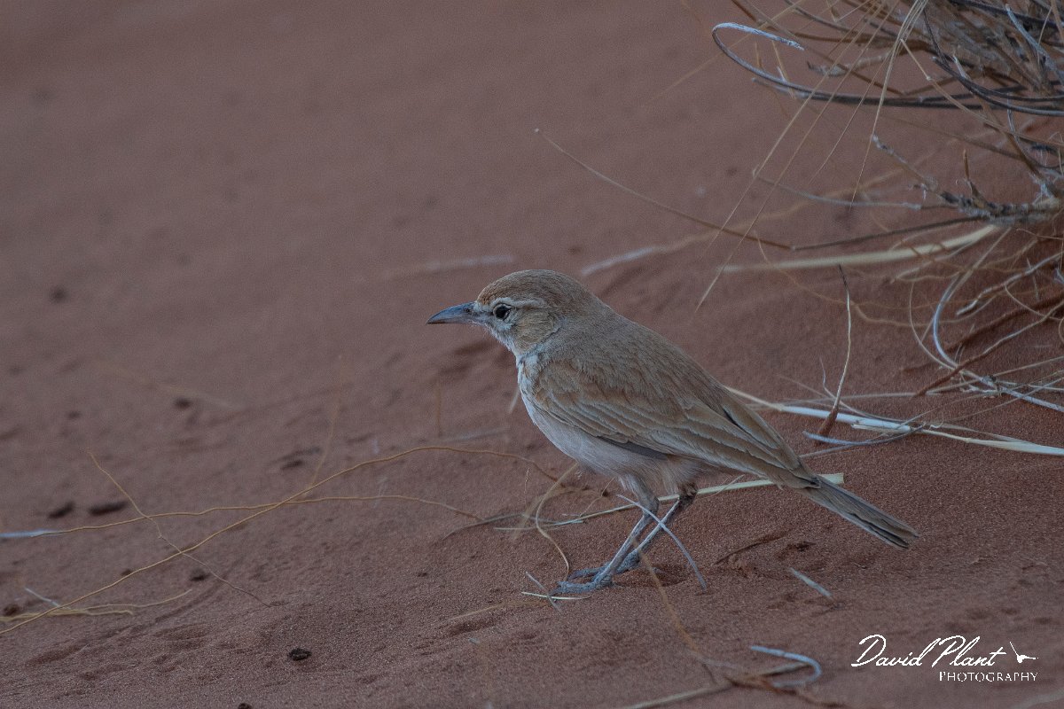 DPPhotography - Namibia - Dune lark - A.jpg - Dune lark - Namib-Naukluft National Park