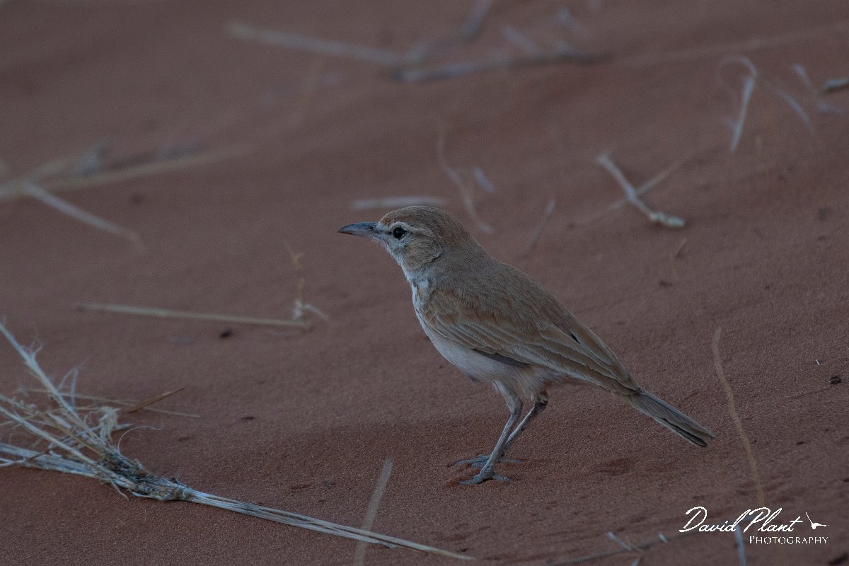 DPPhotography - Namibia - Dune lark - B.jpg - Dune lark - Namib-Naukluft National Park