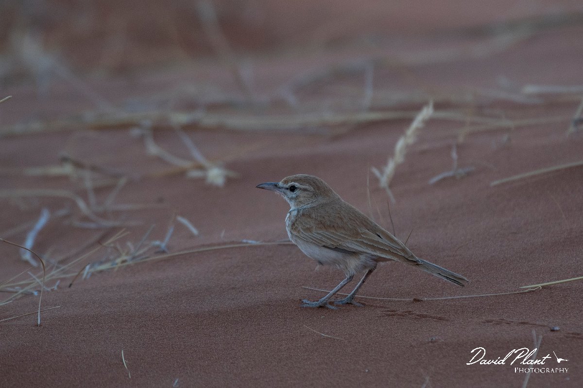 DPPhotography - Namibia - Dune lark - C.jpg - Dune lark - Namib-Naukluft National Park