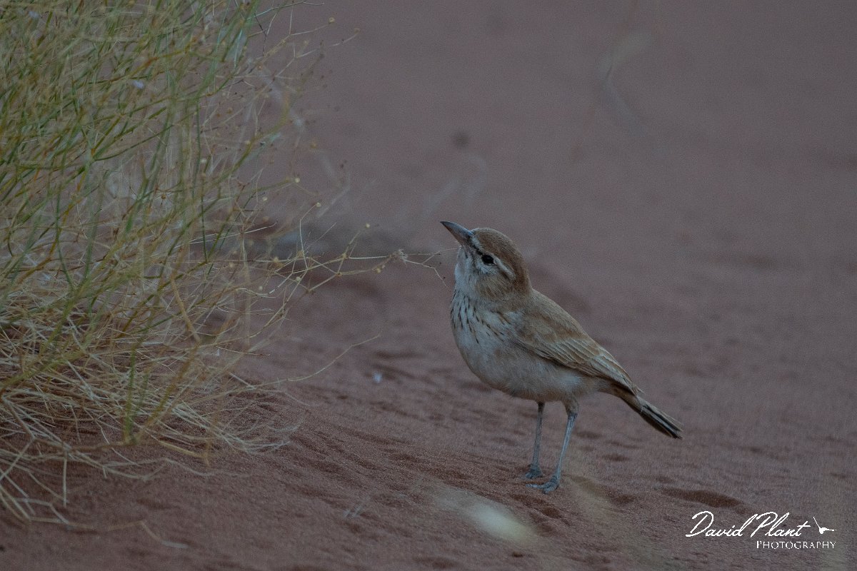DPPhotography - Namibia - Dune lark - D.jpg - Dune lark - Namib-Naukluft National Park
