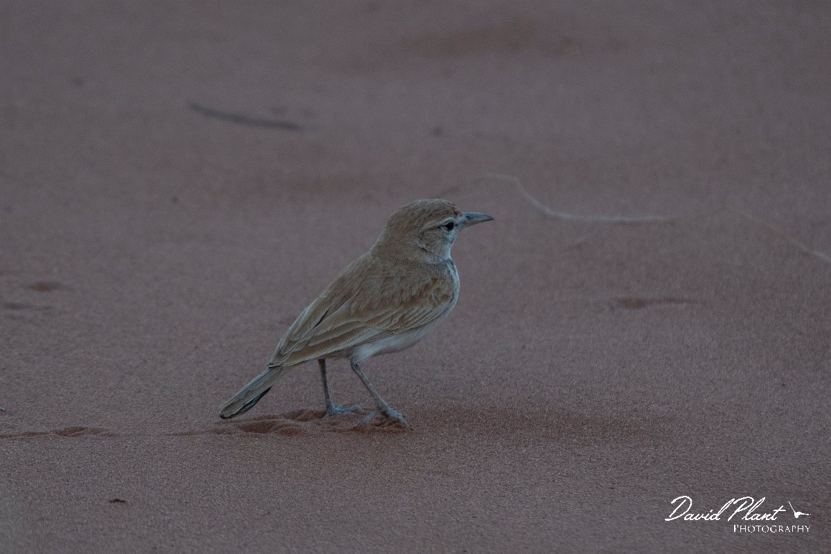 DPPhotography - Namibia - Dune lark - E.jpg - Dune lark - Namib-Naukluft National Park
