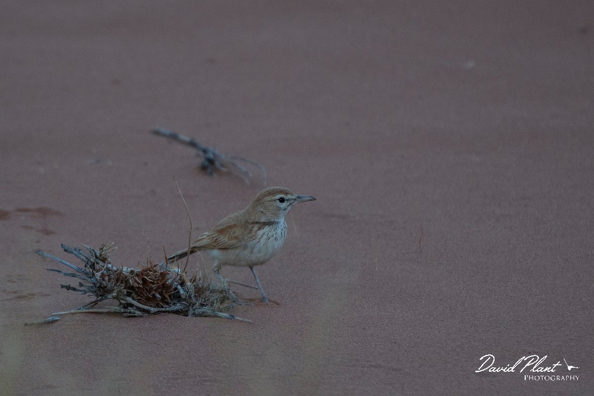DPPhotography - Namibia - Dune lark - F.jpg - Dune lark - Namib-Naukluft National Park