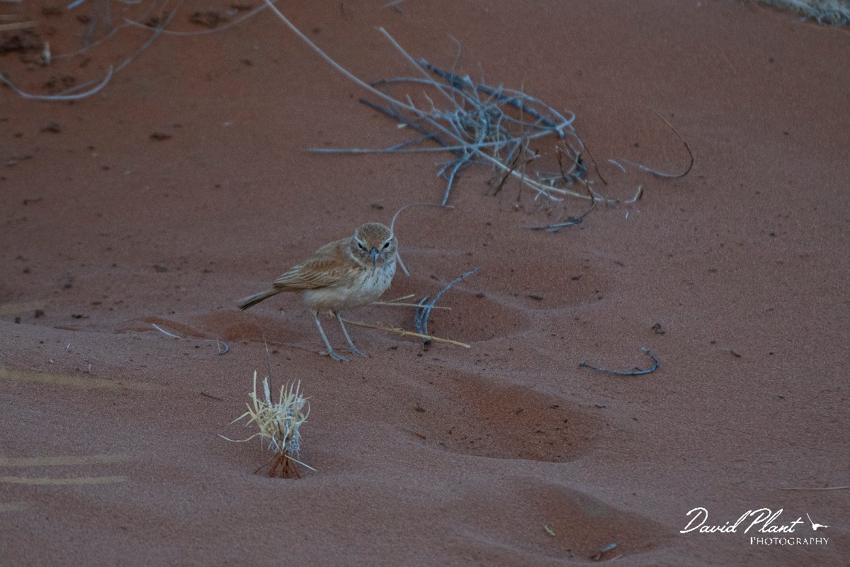 DPPhotography - Namibia - Dune lark - G.jpg - Dune lark - Namib-Naukluft National Park