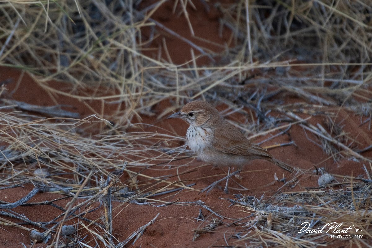 DPPhotography - Namibia - Dune lark - H.jpg - Dune lark - Namib-Naukluft National Park