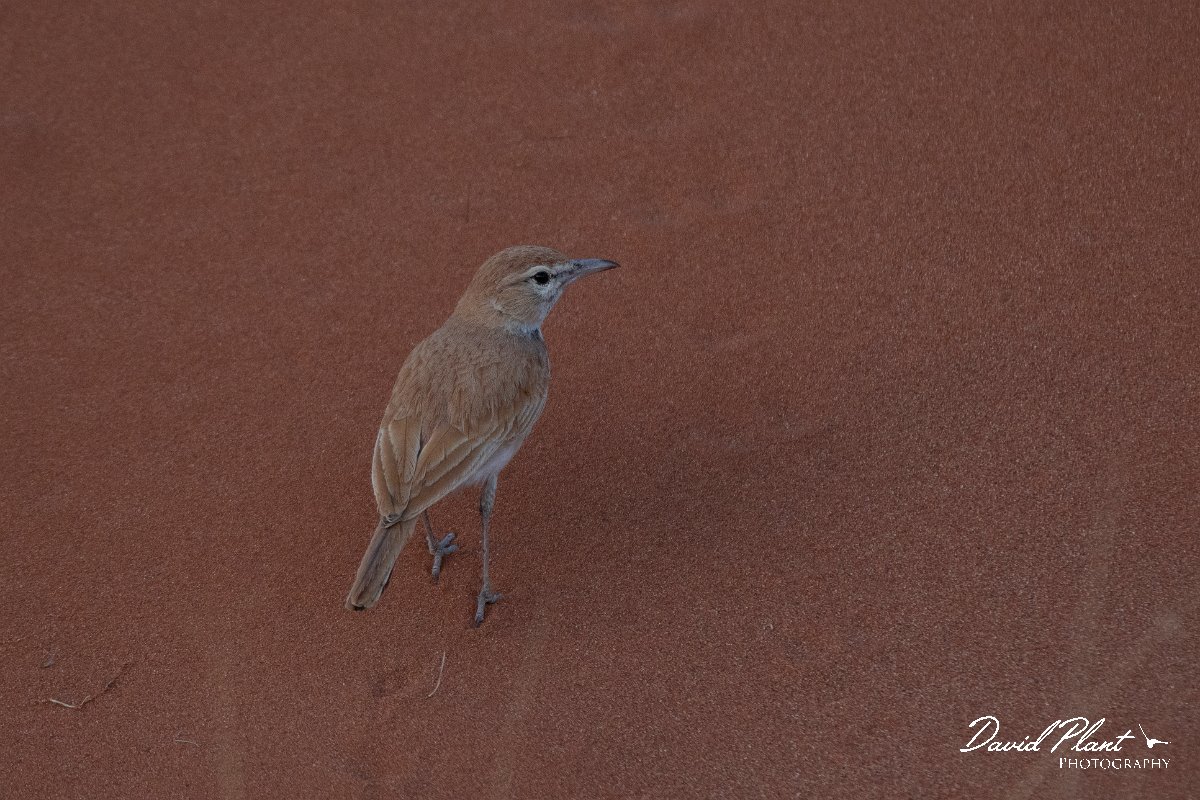 DPPhotography - Namibia - Dune lark - I.jpg - Dune lark - Namib-Naukluft National Park