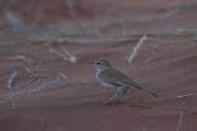 DPPhotography - Namibia - Dune lark - C