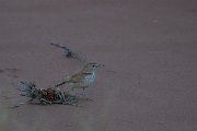 DPPhotography - Namibia - Dune lark - F