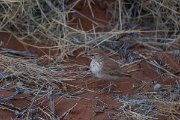 DPPhotography - Namibia - Dune lark - H