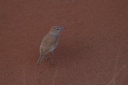 DPPhotography - Namibia - Dune lark - I