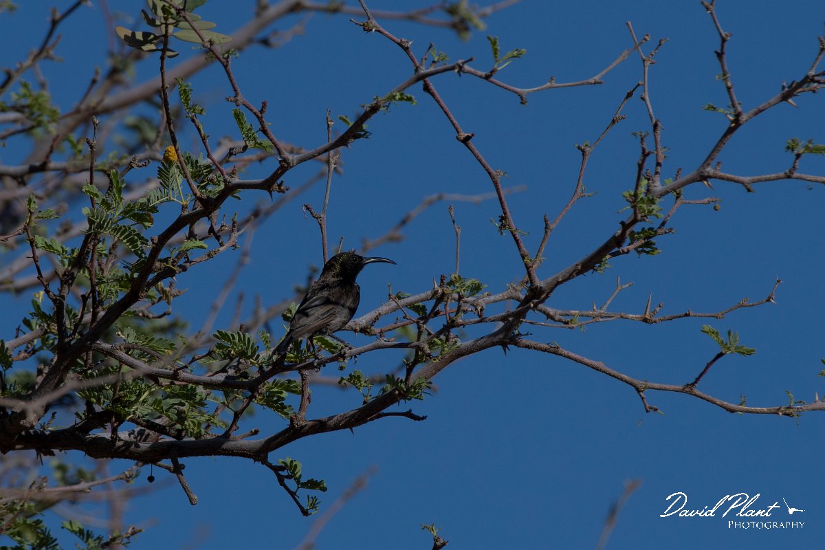 DPPhotography - Namibia - Dusky sunbird - A.jpg - Dusky sunbird male - Namib-Naukluft National Park