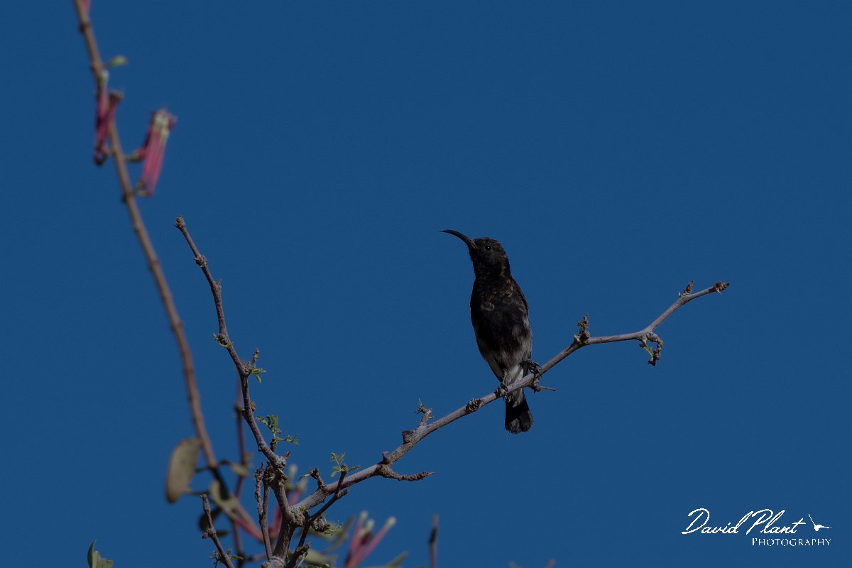 DPPhotography - Namibia - Dusky sunbird - B.jpg - Dusky sunbird male - Namib-Naukluft National Park
