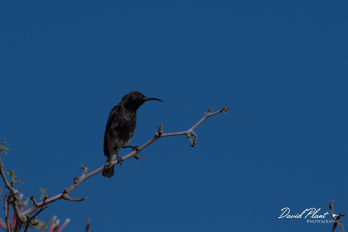 DPPhotography - Namibia - Dusky sunbird - C.jpg - Dusky sunbird male - Namib-Naukluft National Park