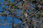 DPPhotography - Namibia - Dusky sunbird - D