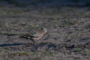 DPPhotography - Namibia - Emerald-spotted wood-dove - A