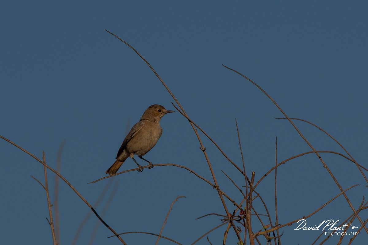 DPPhotography - Namibia - Familiar chat - D.jpg - Familiar chat - Namib-Naukluft National Park