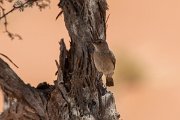 DPPhotography - Namibia - Familiar chat - A