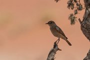 DPPhotography - Namibia - Familiar chat - B