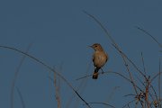 DPPhotography - Namibia - Familiar chat - C