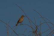 DPPhotography - Namibia - Familiar chat - D