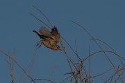 DPPhotography - Namibia - Familiar chat - E